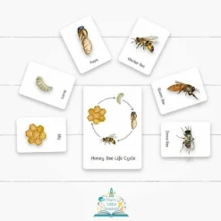 Honey Bee Life Cycle Flashcards PLR