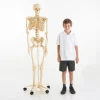 Life Size Skeleton 160cm 03067 (Direct Shipping)