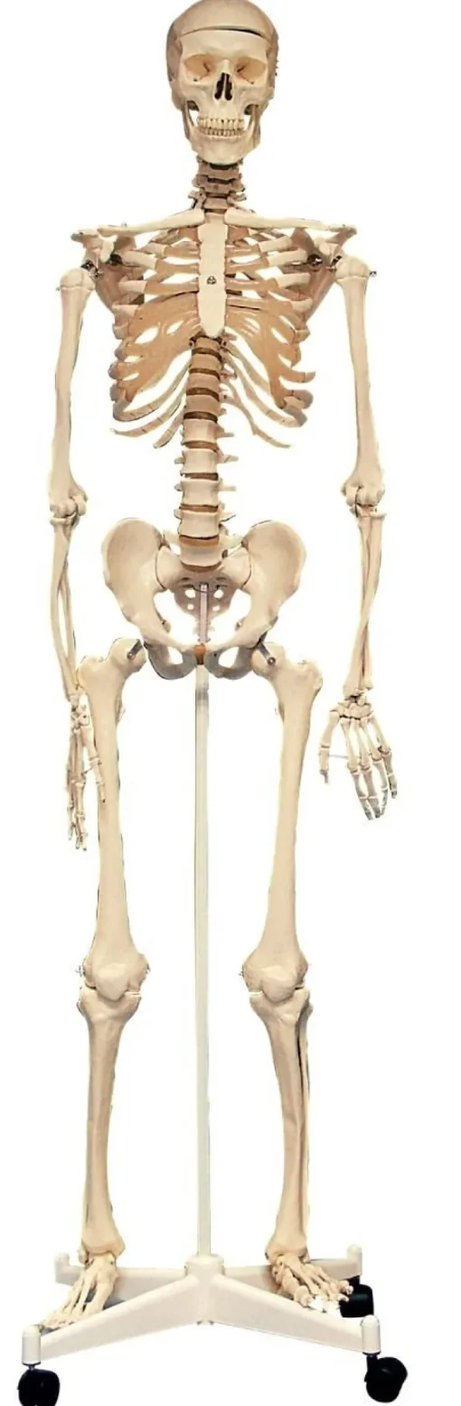 Life Size Skeleton 160cm 03067 (Direct Shipping)