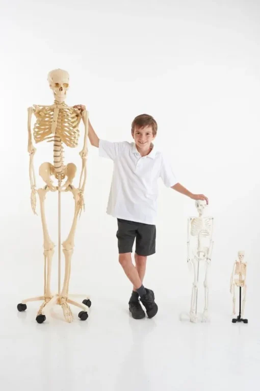 Life Size Skeleton 160cm 03067 (Direct Shipping)