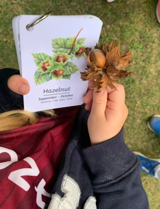 Playful Little Readers British Foraging flashcards
