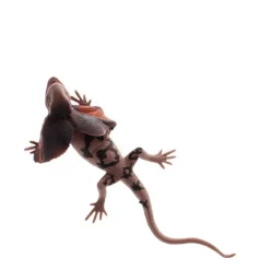 Realistic Frill-Necked Lizard Toy