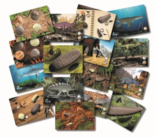 Yellow Door Prehistoric Teeth Explore and Discover Activity Cards (16)